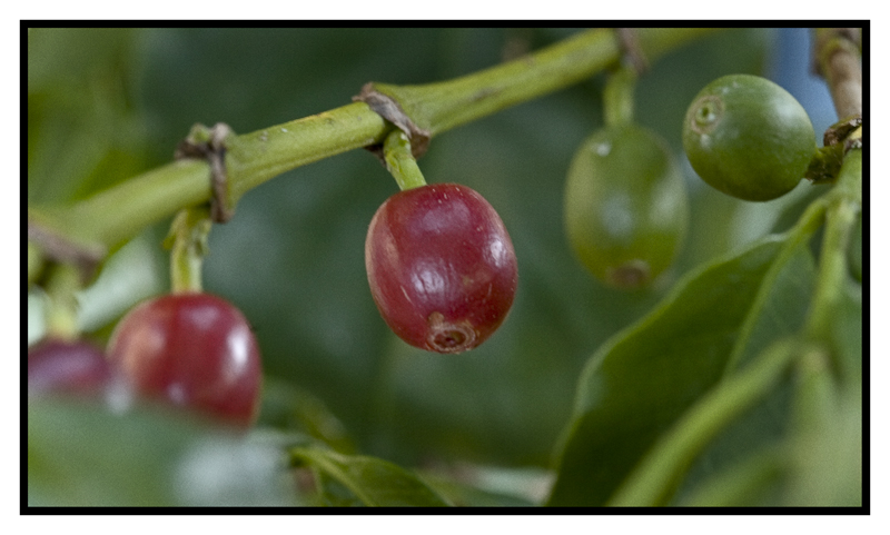 Arabica Coffee Tree